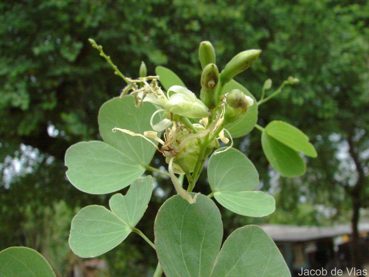 Bauhinia racemosa Lam.